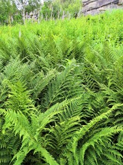 fern leaves