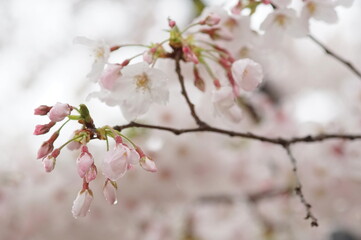 雨の日の桜