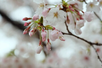 雨の日のサクラ