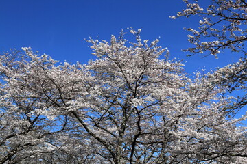 The cherry-blossom trees are in full bloom.