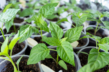 Young seedlings of peppers in cups. Home garden on the windowsill. Spring works. Growing seedlings at home.