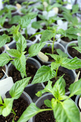 Young seedlings of peppers in cups. Home garden on the windowsill. Spring works. Growing seedlings at home.