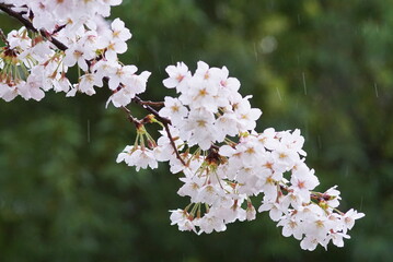 雨の日のサクラ