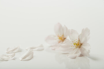 Naklejka na ściany i meble 満開の桜