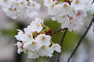雨の日のサクラ