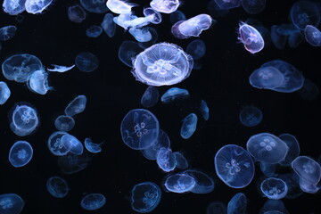 A large amount of jellyfish floating in the water