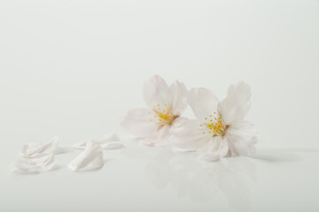 Naklejka na ściany i meble 満開の桜