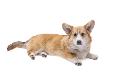 corgi welsh pembroke isolated