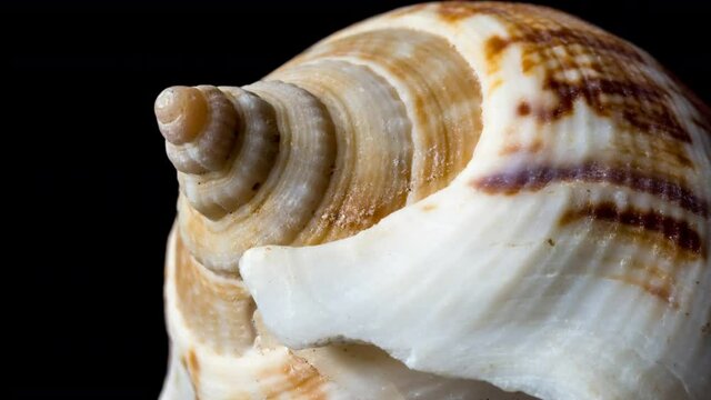 4K extreme close-up macro slow motion video of a spiral seashell. Mollusk seashell texture. Black background, studio shooting.