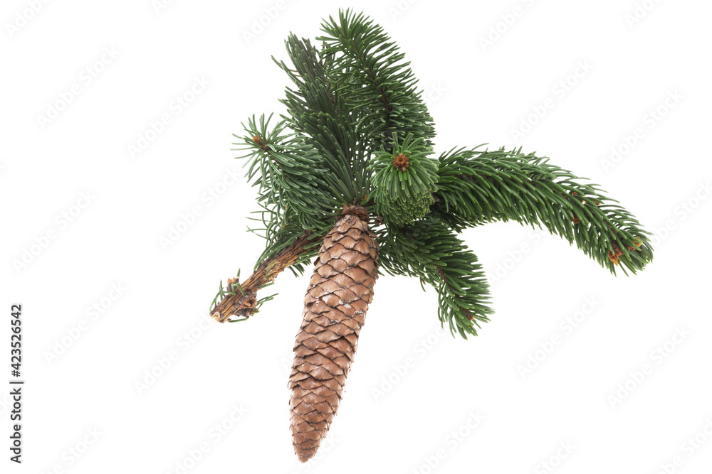 Wall mural spruce branch with pine cone isolated