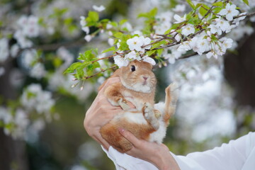 うさぎと桜