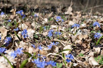 prolisk flower in the forest in early spring
