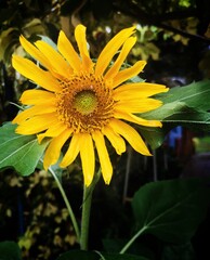 sunflower