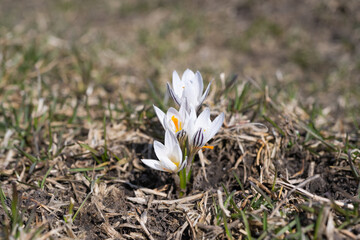 white crocus flower in the grass in early spring