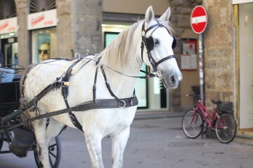 Naklejka na ściany i meble Pferdekutsche in Florenz