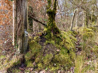 Gatepost and moss