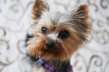 Funny cute Yorkshire Terrier breed dog at home