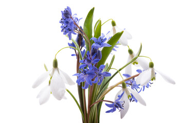 bouquet of first spring flowers isolated