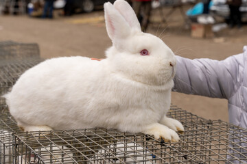 A rabbit sits on a cage