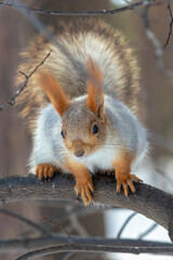 Naklejka na ściany i meble spring fluffy squirrel sitting on a tree branch 
