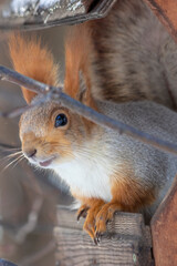 spring fluffy squirrel sitting on a tree branch 