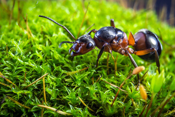 spring came, ants woke up from hibernation and began to crawl on green moss 