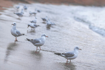 Three gray seagull birds close-up and many birds further in blur stand on the seashore washed by waves