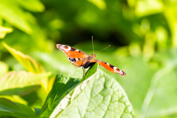 peacock butterfly sits on a green leaf and bask in the sun on a bright spring day 