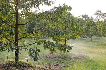 Sprinkler system sprays water on fruit trees on farmland