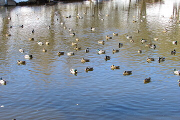 ducks in the water