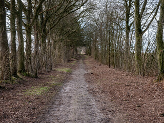road into a german forest in winter