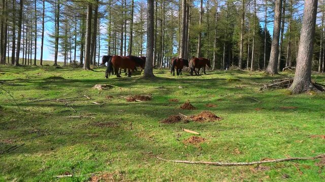 Pottokas horses grazing free in the bush