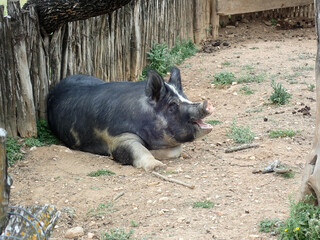 A pig laying in the dirt