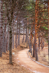 Forest landscape pine forest, selective focus, path in the forest