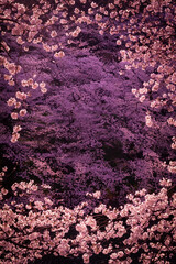 Cherry Blossoms at Chidorigafuchi, Tokyo, Japan. March 27, 2021.