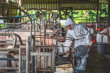 Asian veterinarian working and Feeding the pig food in hog farms, animal and pigs farm industry