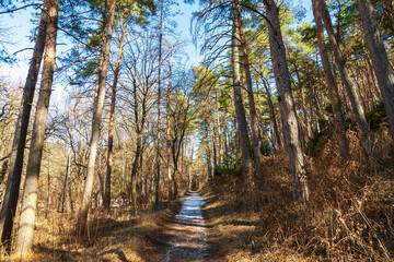 Forest landscape pine forest, selective focus, path in the forest