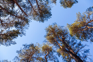 Forest landscape pine forest, selective focus, tree crowns against the sky, place for printing. Earth Day