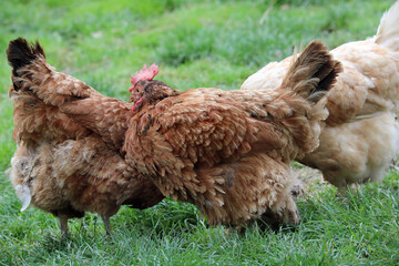 Hens flock in the farm