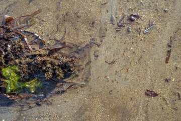 Background of white beach sand flowing by sea water and wild sea plant. Negative space.