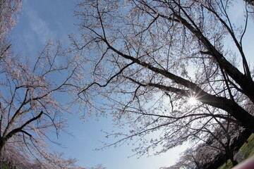 The cherry-blossom trees are in full bloom.
