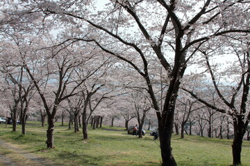 The cherry-blossom trees are in full bloom.