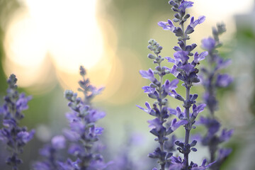 Fototapeta na wymiar Small lavender flower close up