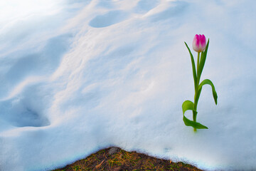 tulip flower growing in snow in early spring garden