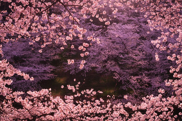 Obraz na płótnie Canvas Cherry Blossoms at Chidorigafuchi, Tokyo, Japan. March 27, 2021.