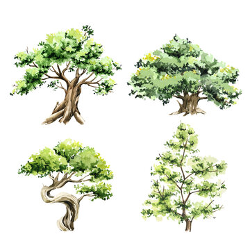 a set of hand-drawn trees and bushes. Watercolor trees, grass, bushes in pots for scrapbooking, stickers, decor, cards
