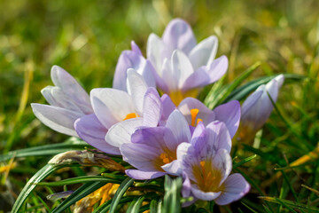 spring crocus flowers