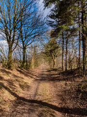 road into a german forest in winter