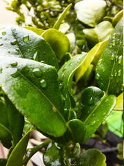 rain drops on a leaf