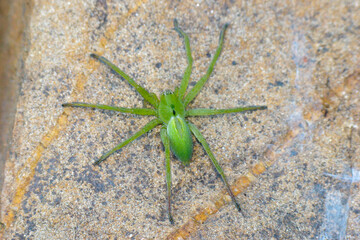 Green Huntsman Spider (Micrommata ligurina)